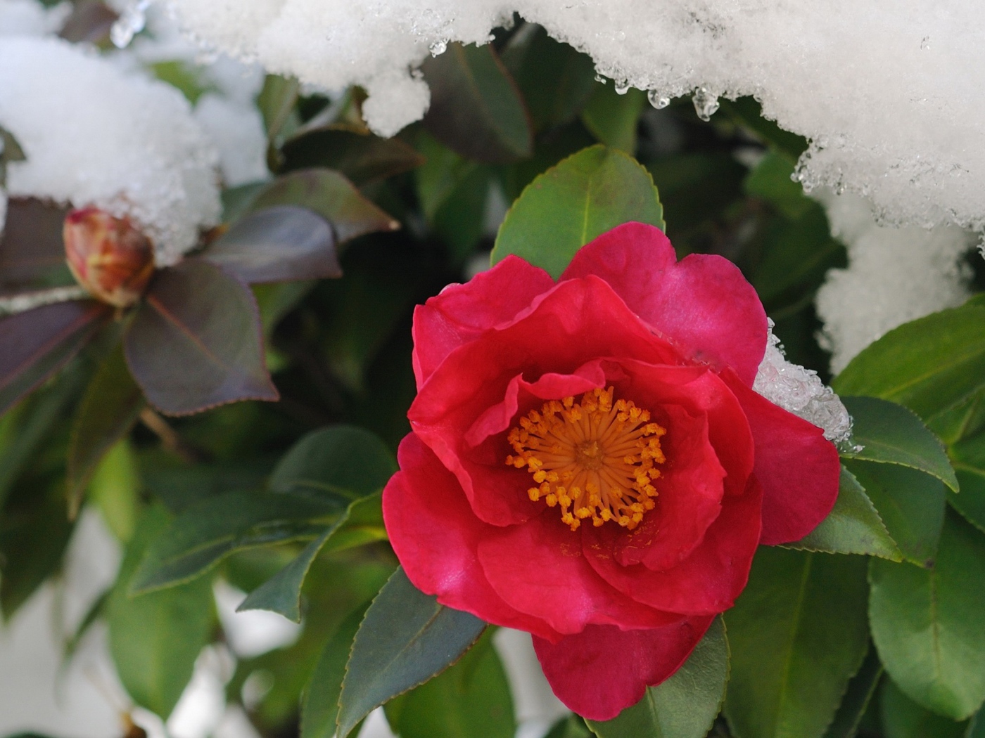 Цветы в снегу