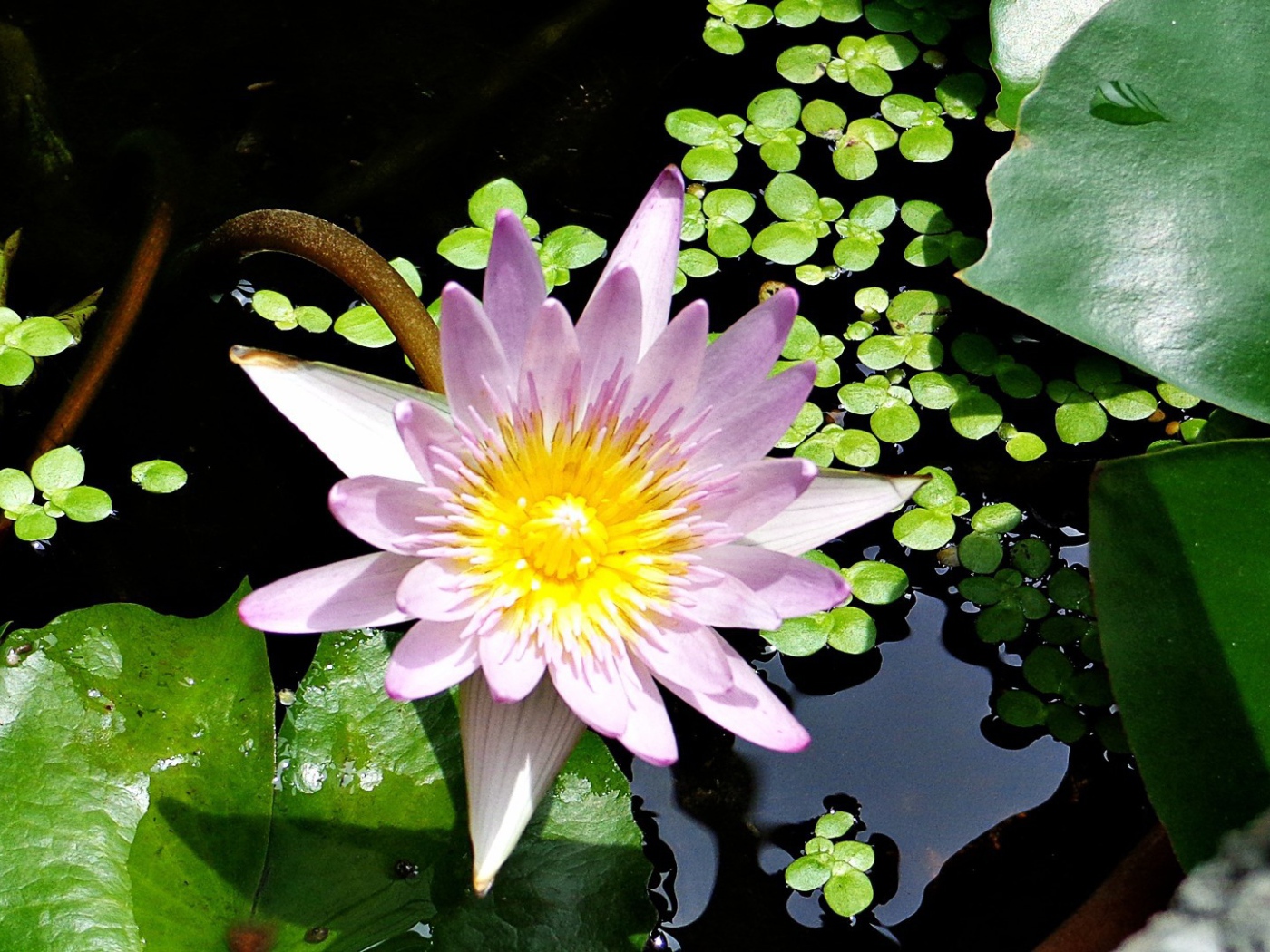  Сиреневая Лилия в воде