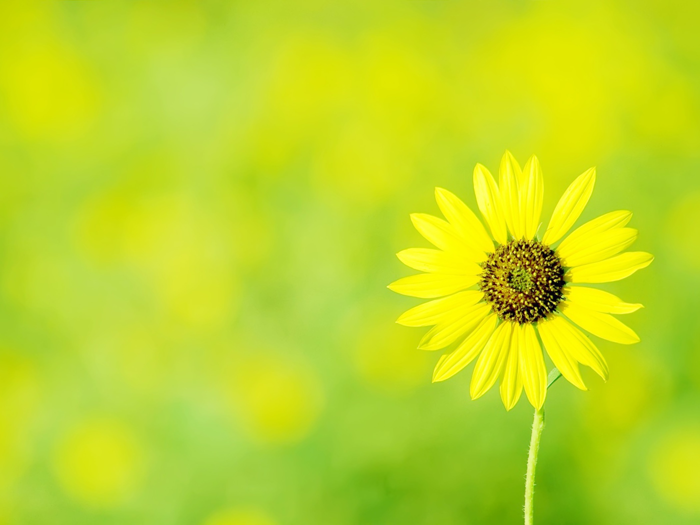 Одинокая ромашка