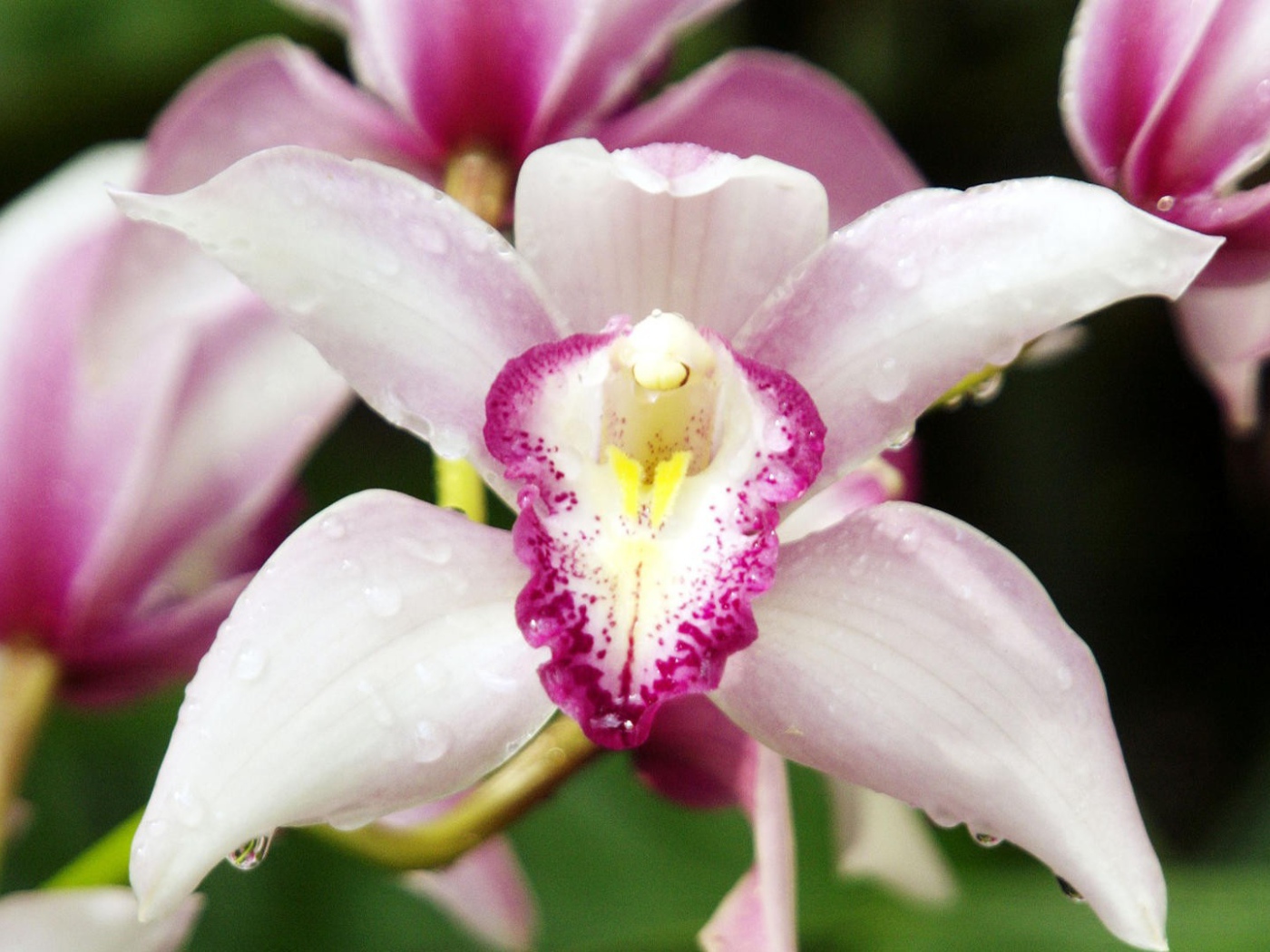 Орхидеи с каплями росы