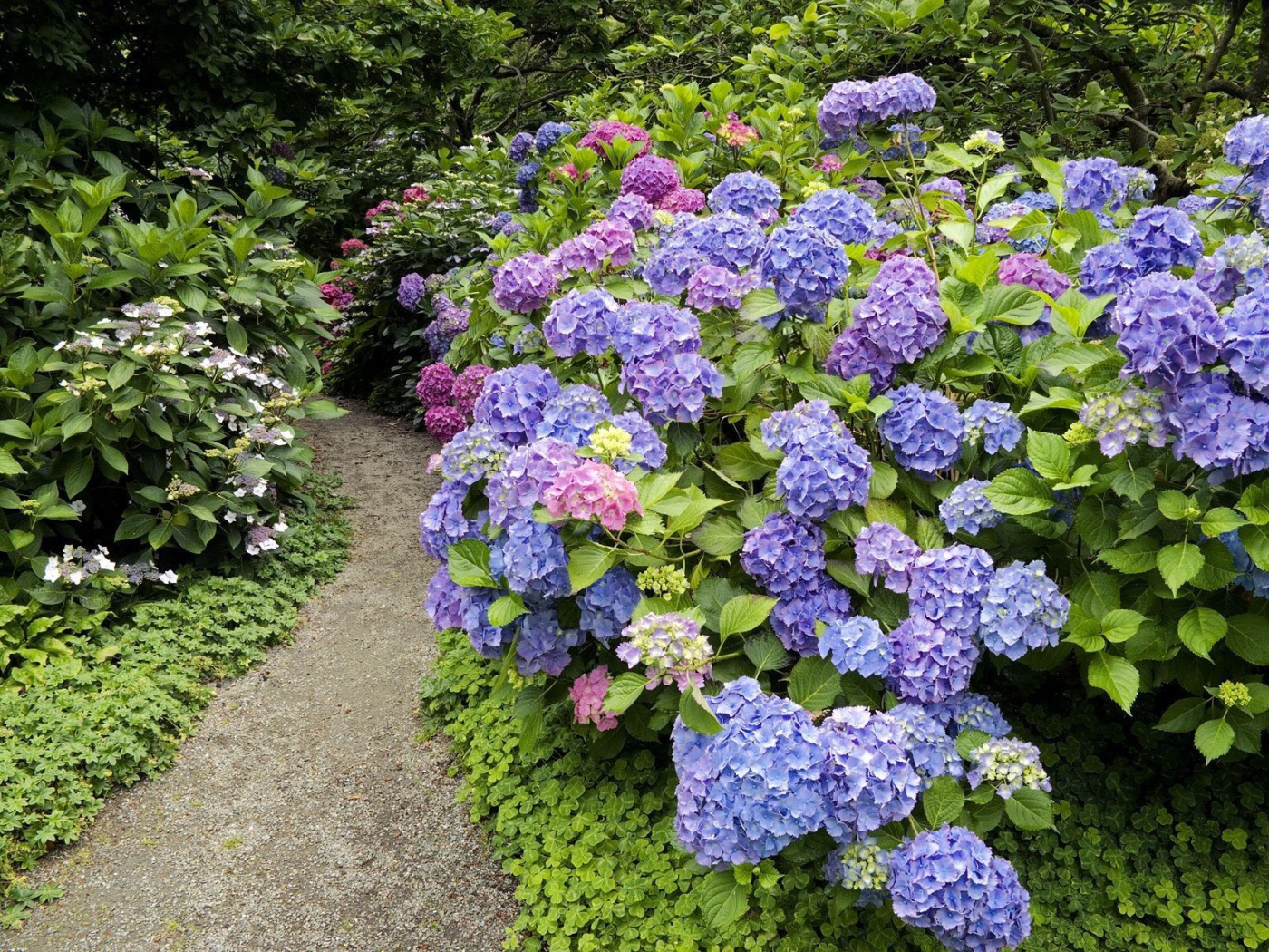 Path among the flowers