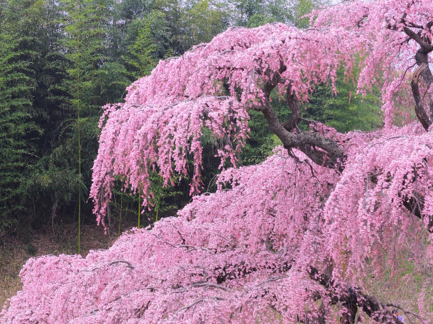 Бурное цветение весной