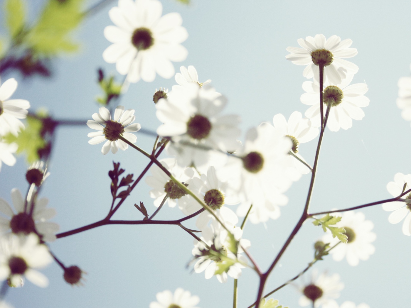 Весенние белые цветы