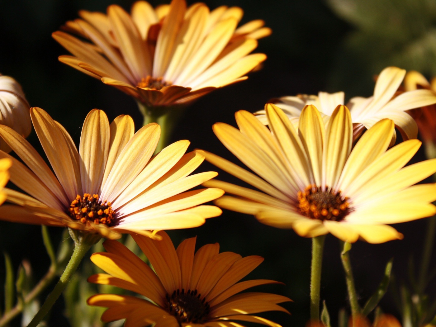 Три желтых цветка