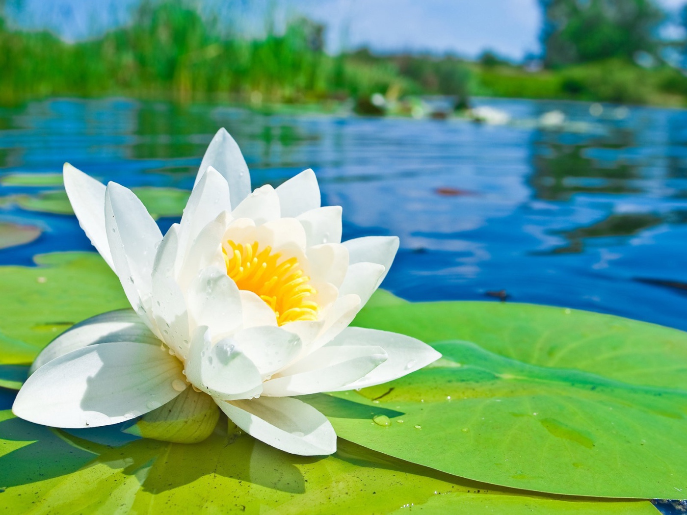 Белый лотос на озере