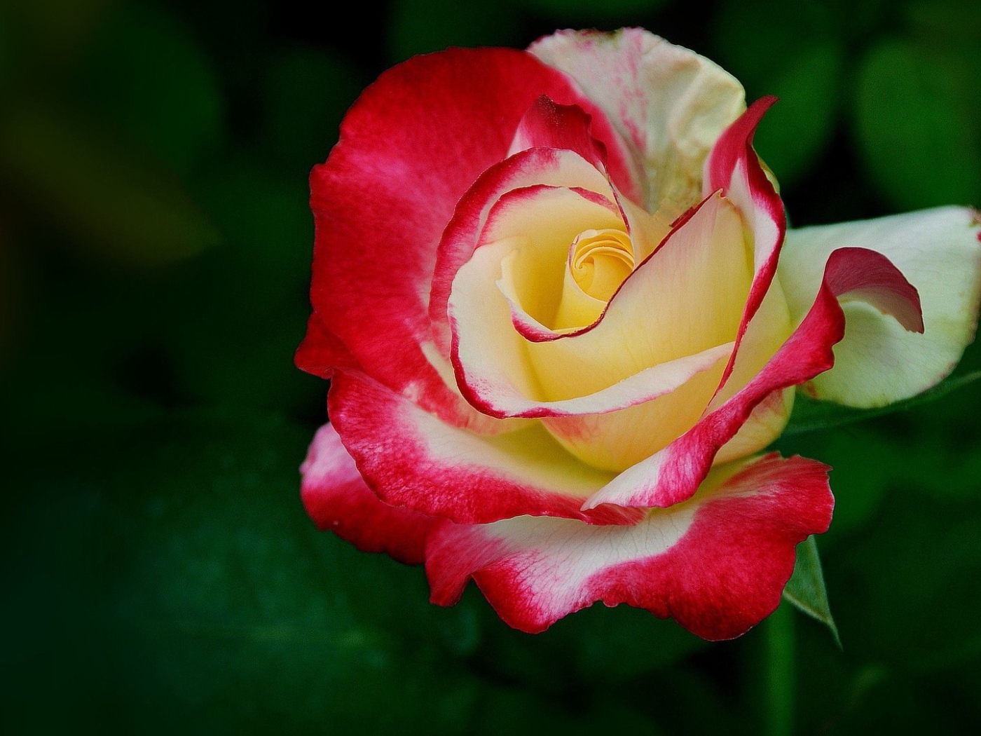 Желто-красная роза