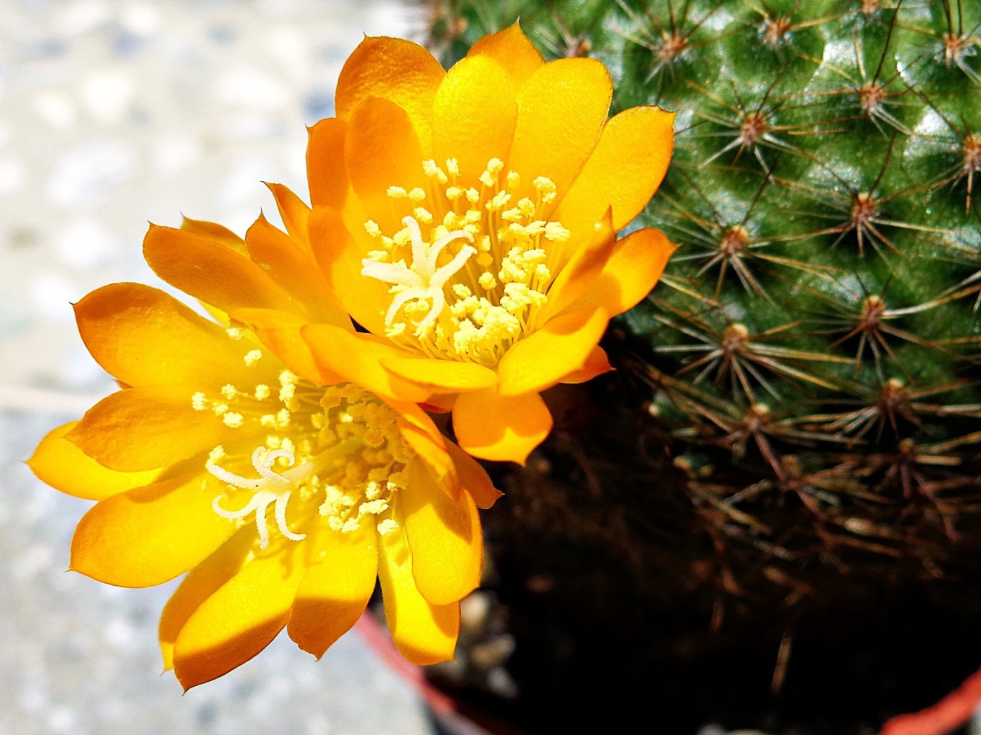 Желтый цветок кактуса