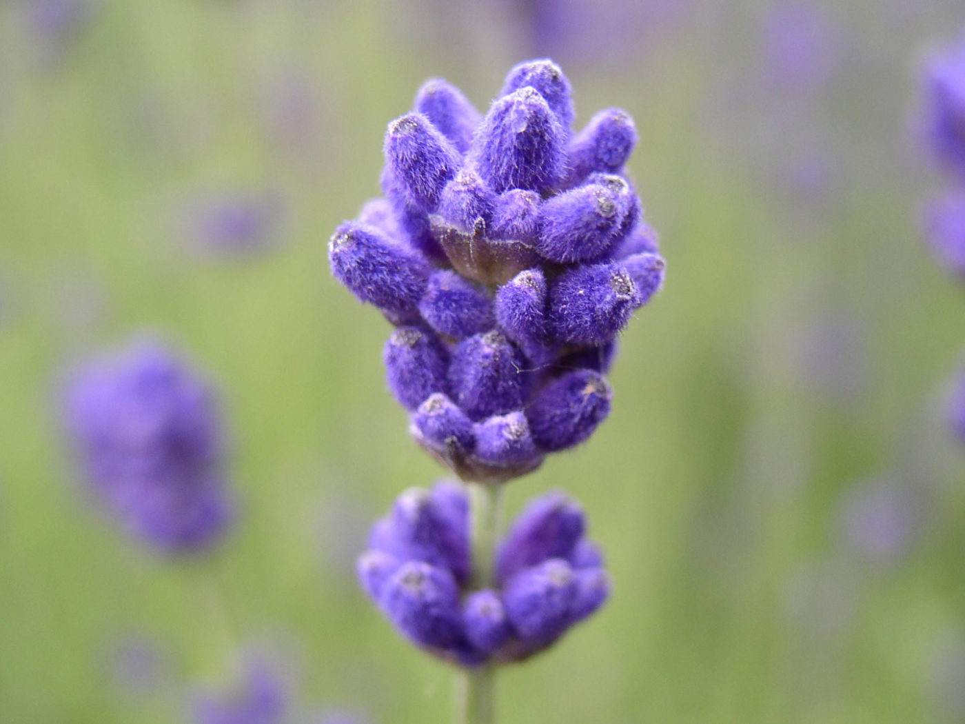 Синие пушистые цветы