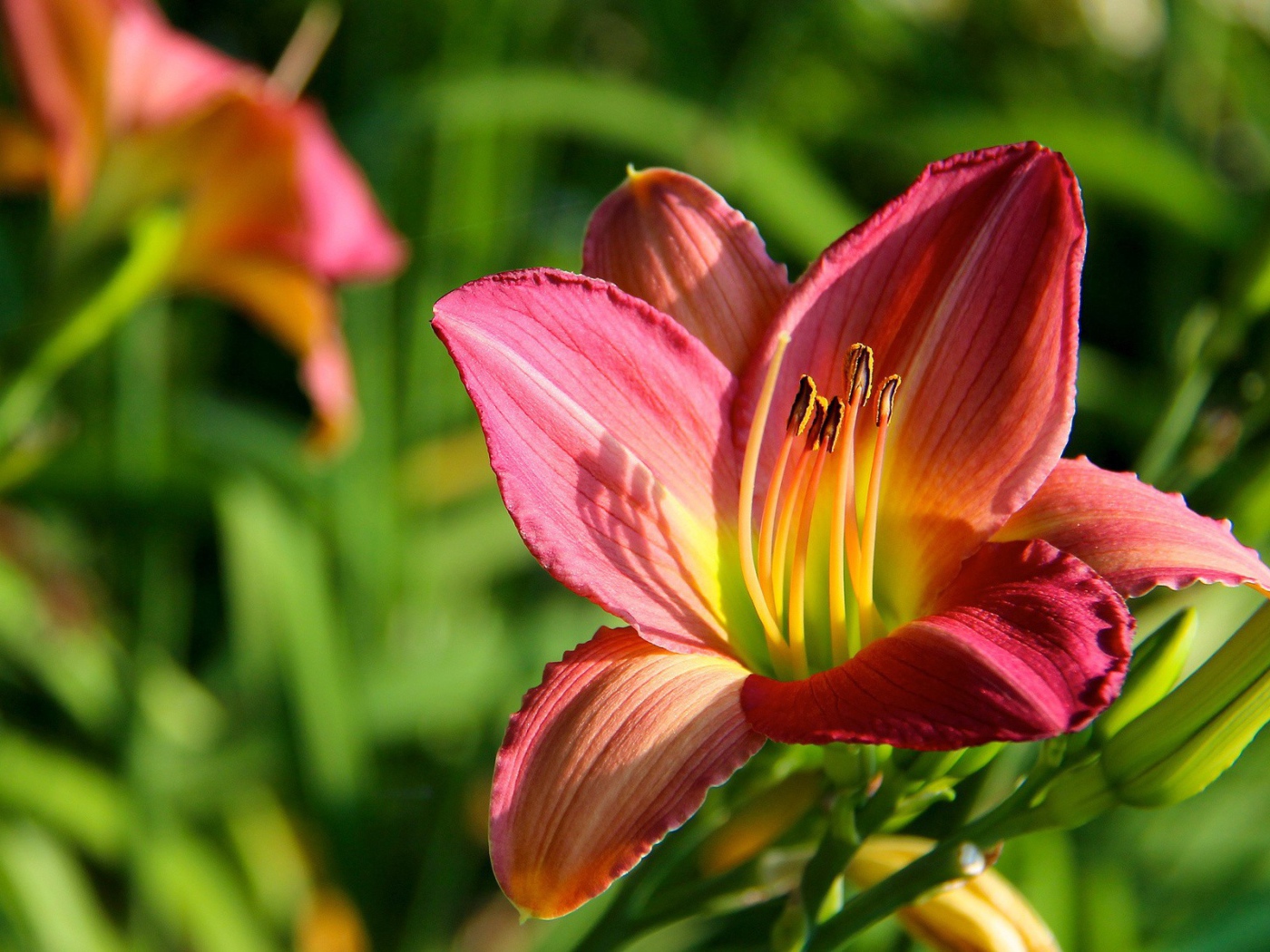 Цветок с тычинками