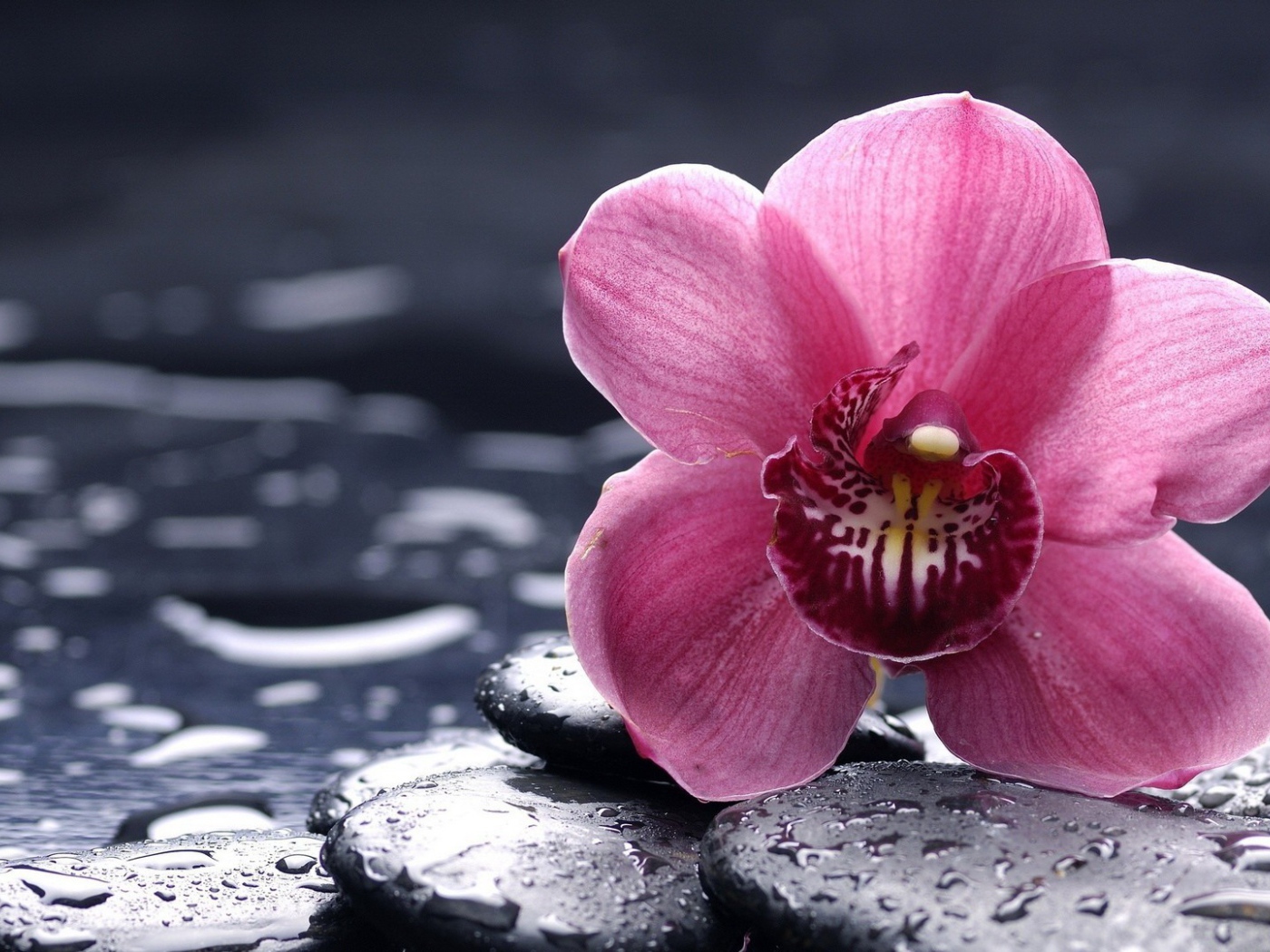 Орхидея на мокрых камнях