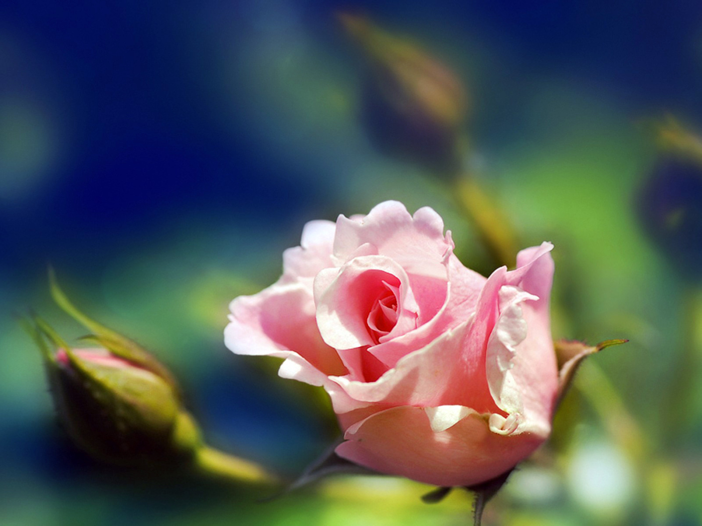 Розовая роза на размытом фоне