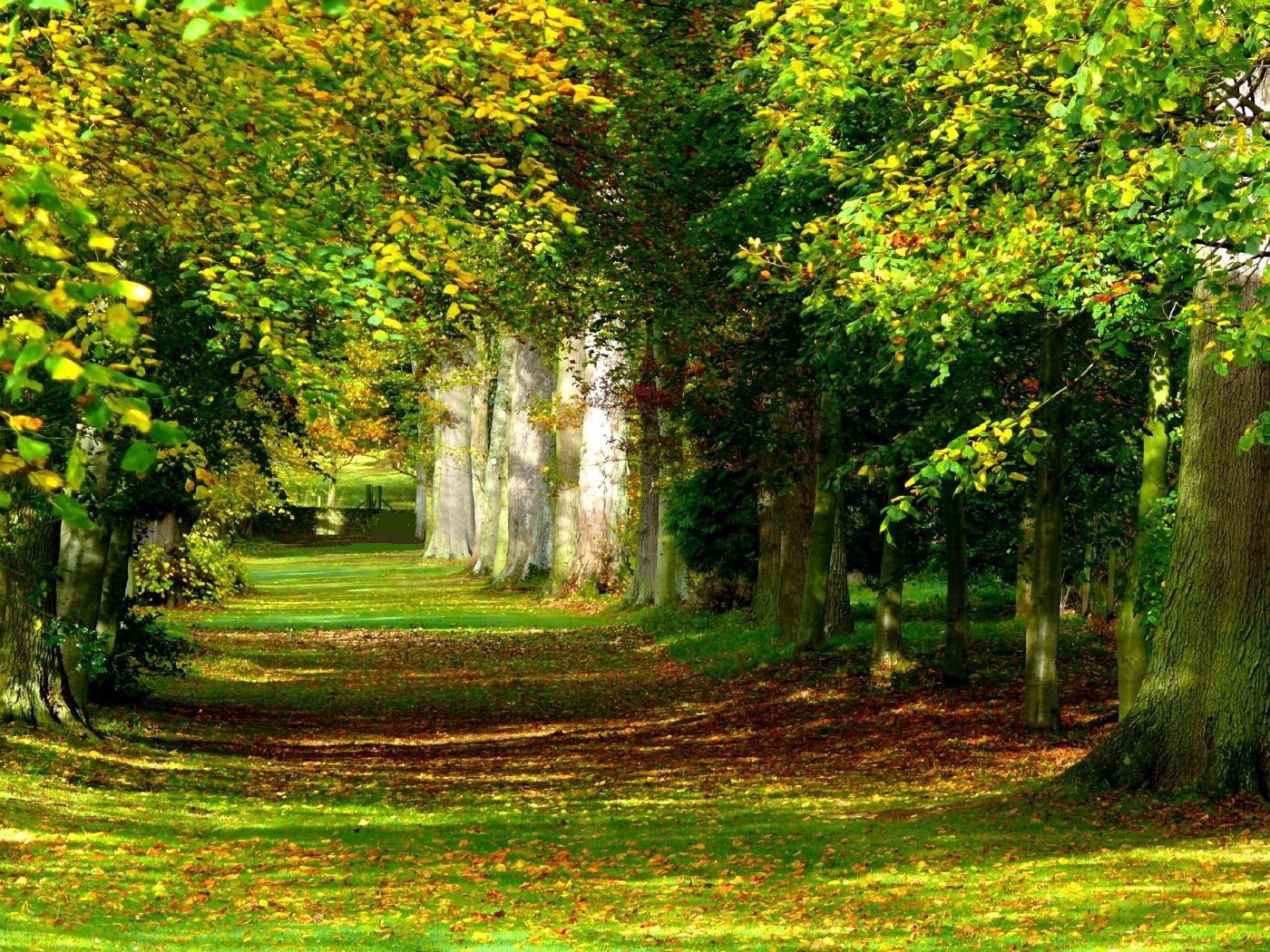 Солнечный лес