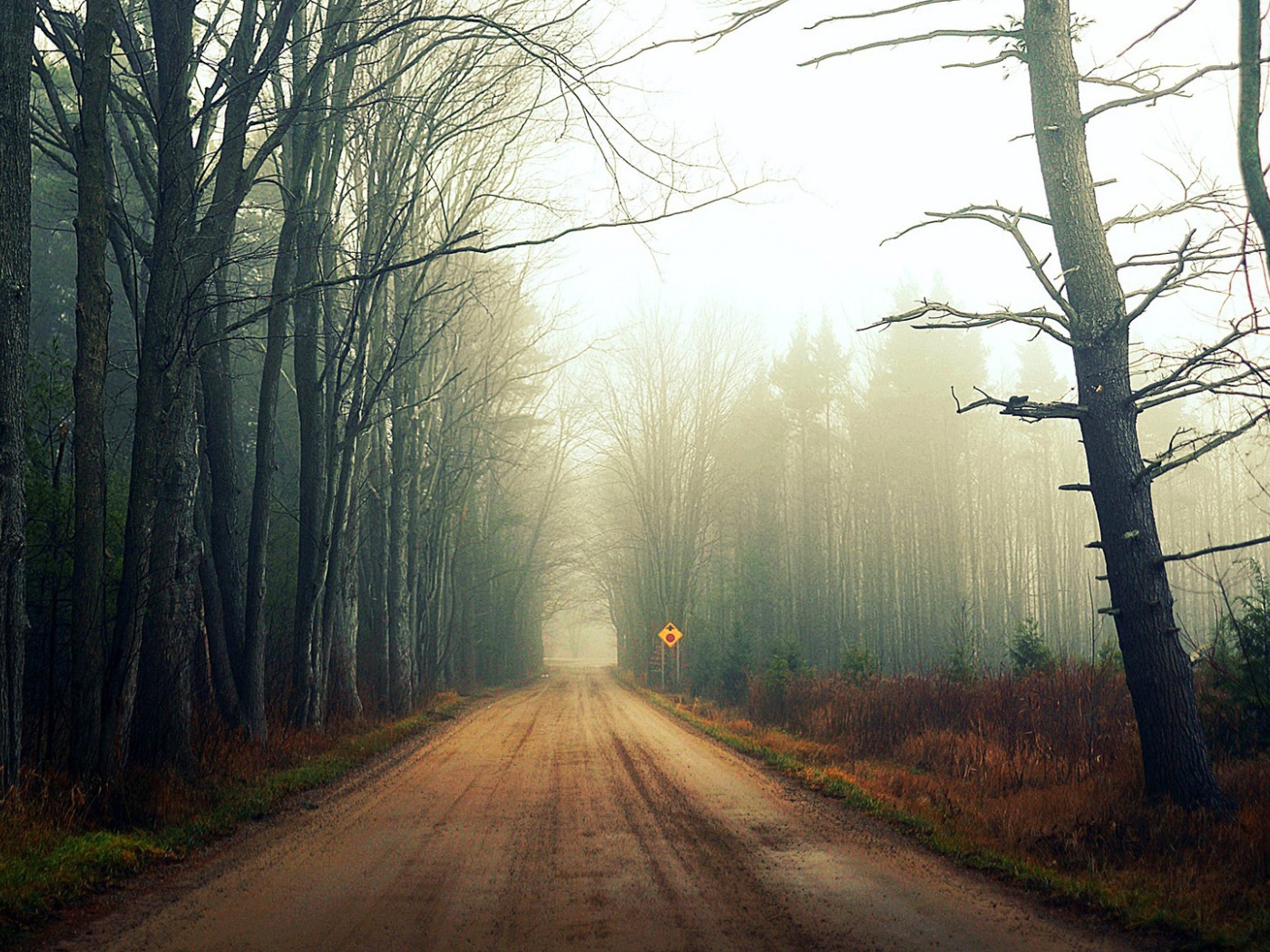 Туман на лесной дороге