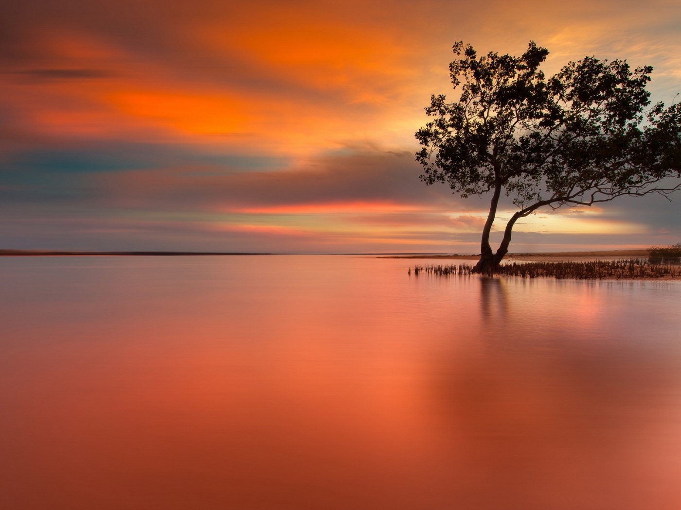 Дерево на затопленном острове