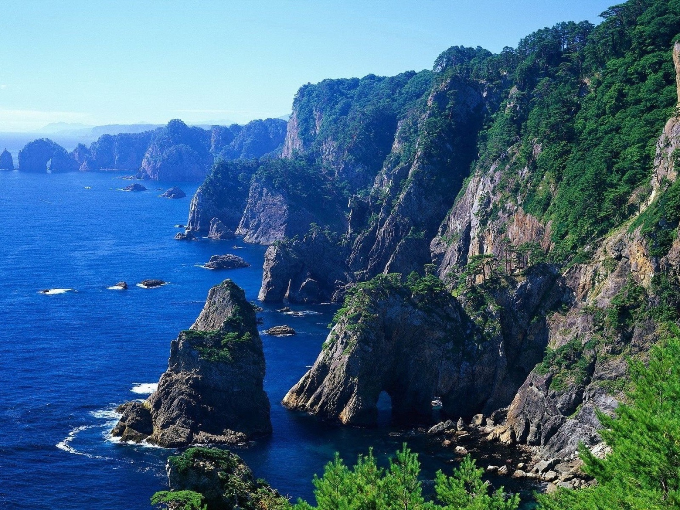 На скалах растет лес