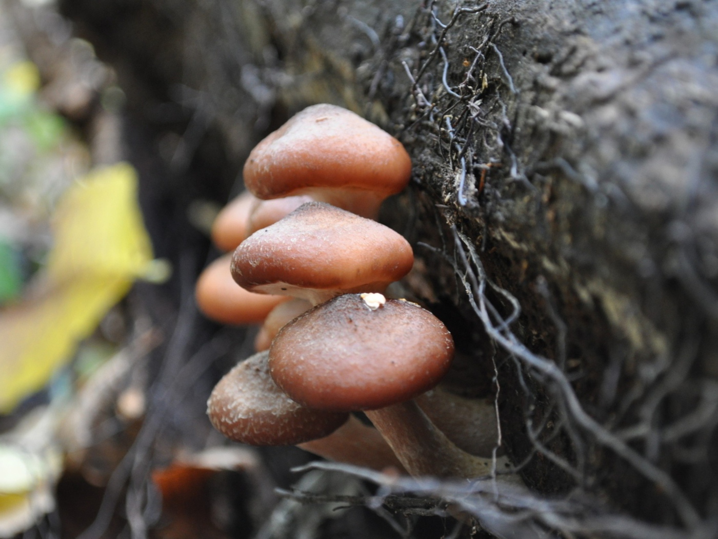 Грибы опята