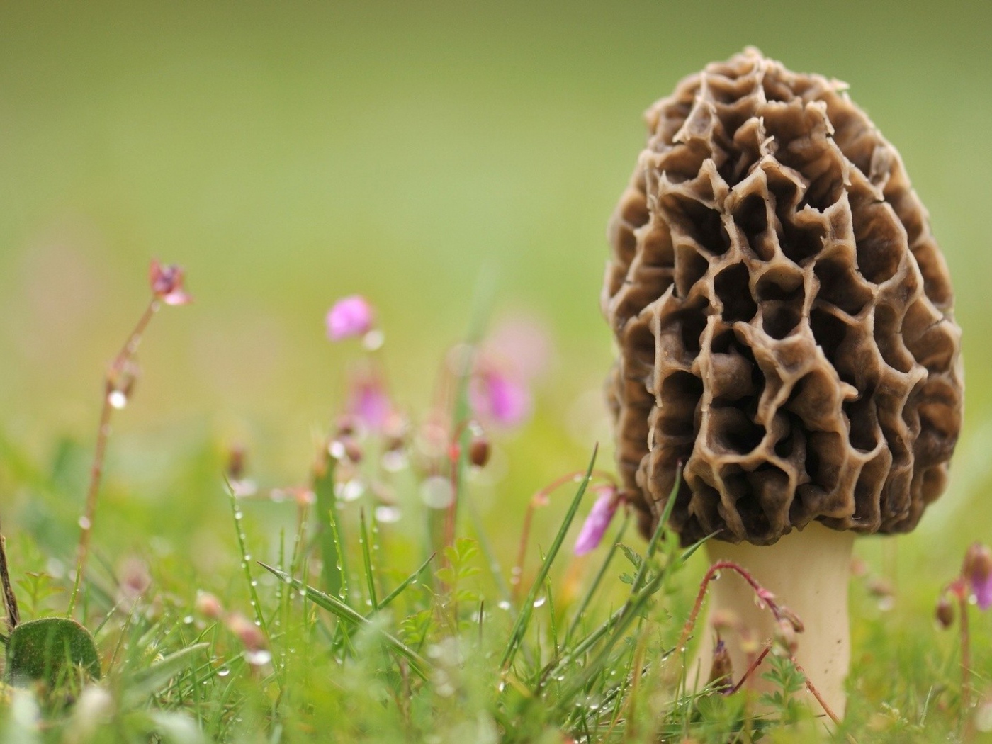 Гриб сморчок