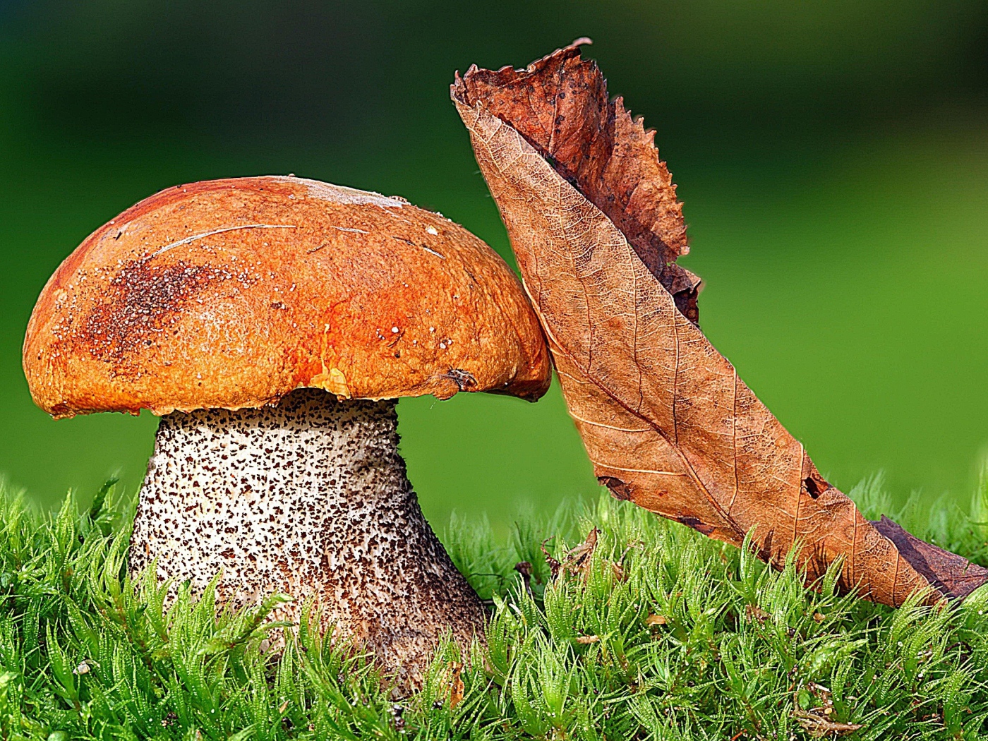 Orange-cap boletus mushroom sheet