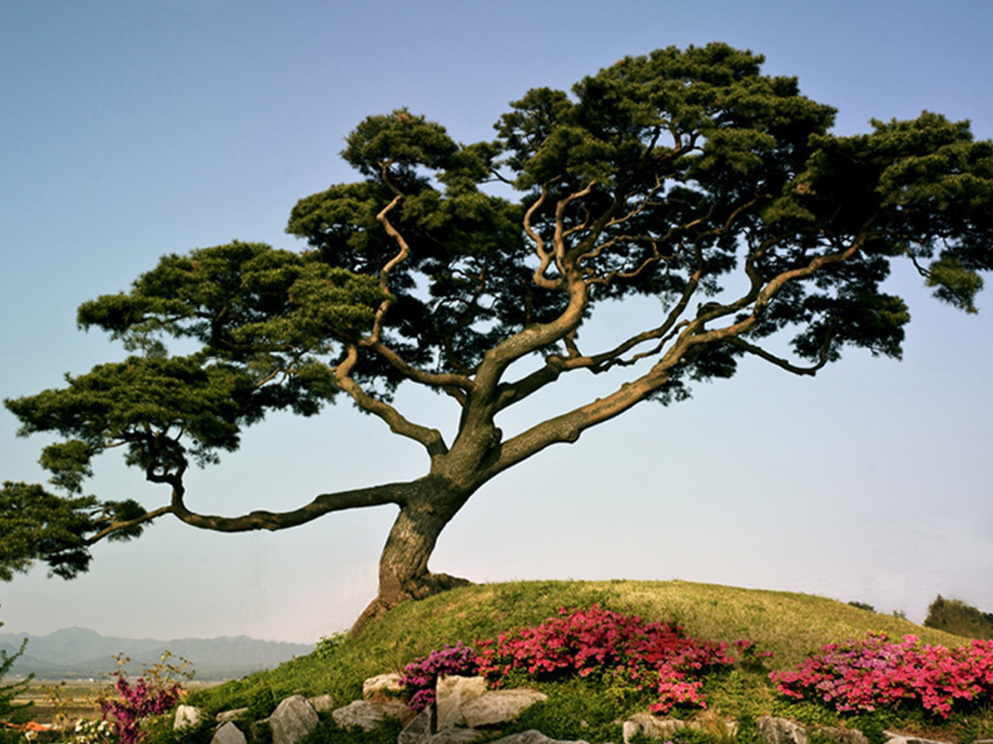 Японская сосна на горе