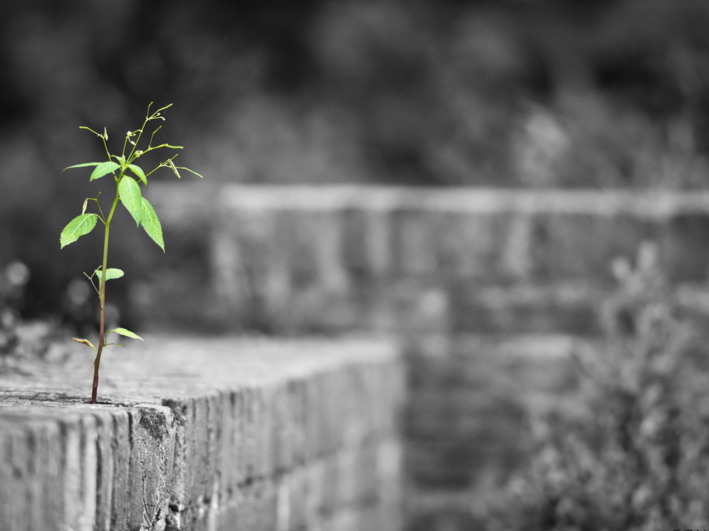 Одинокое растение