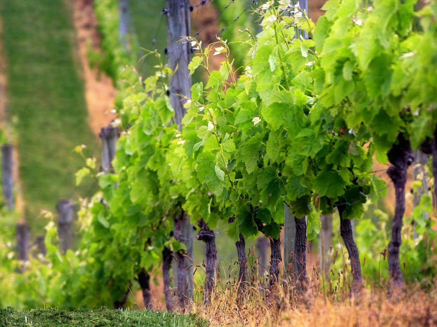 Забор из виноградника