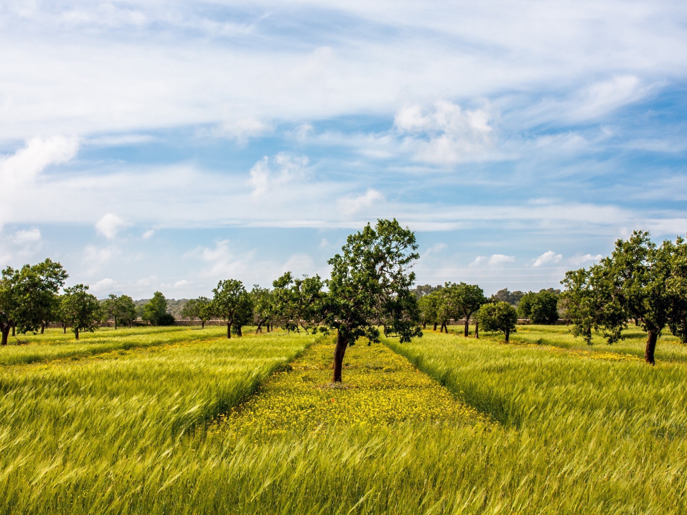 Деревья в фруктовом саду
