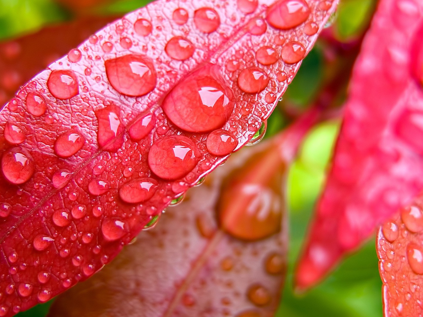 Капли росы на красных листьях