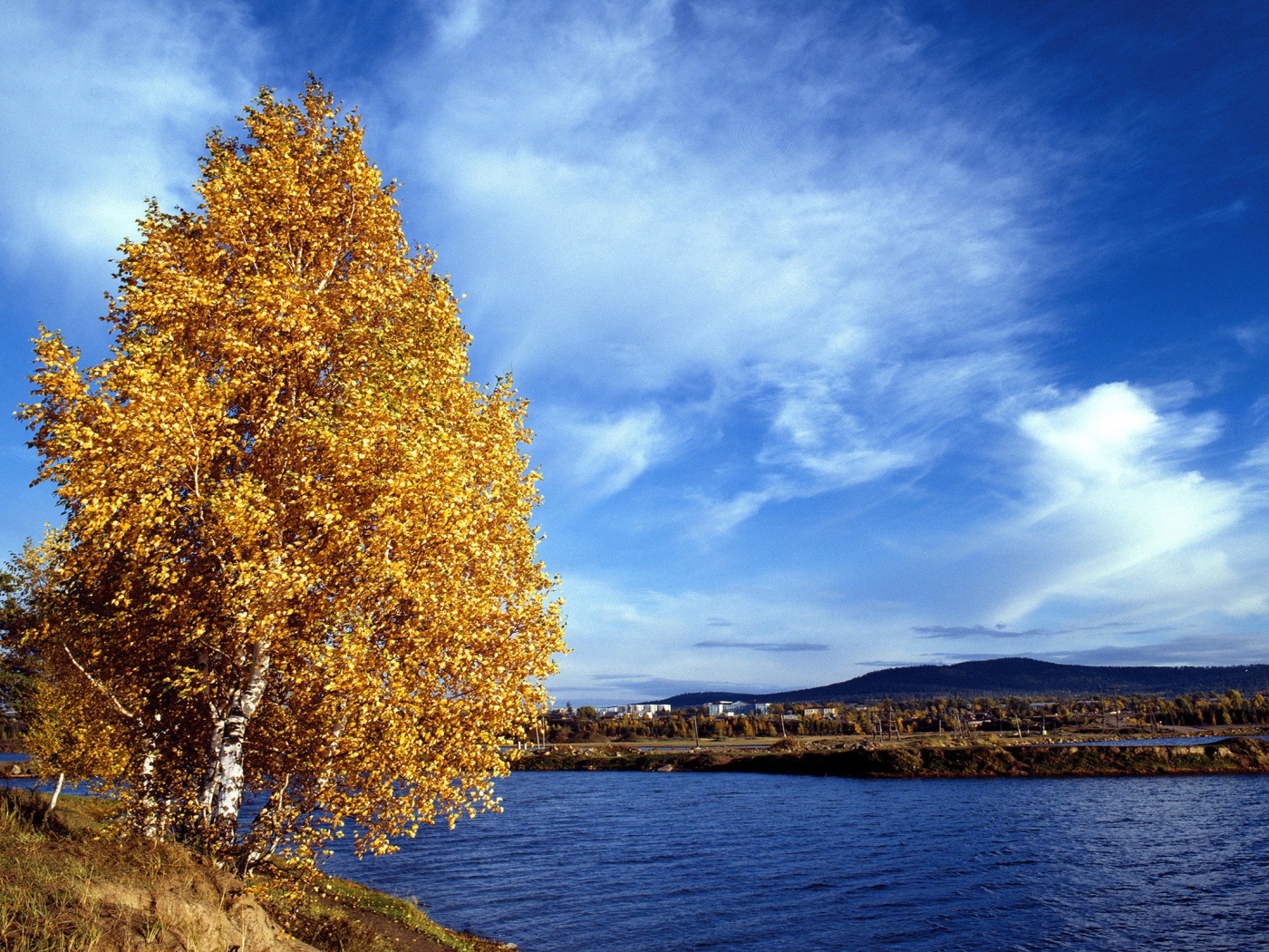 Золотое дерево на обрыве