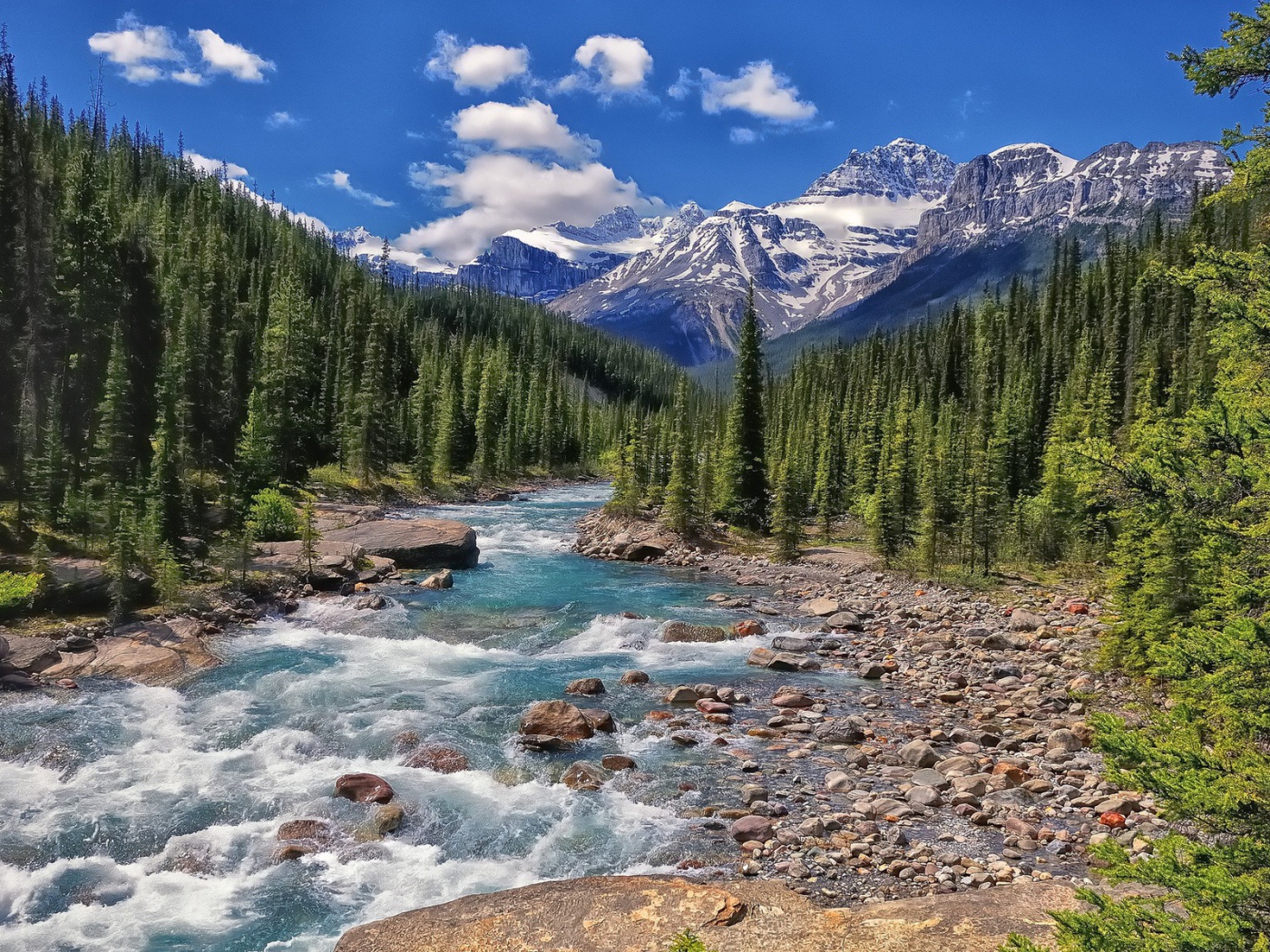 Бурная река течет через хвойный лес