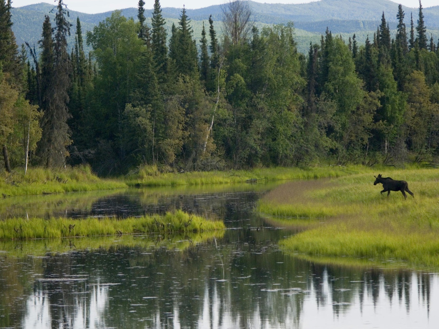 Лось бежит по болоту