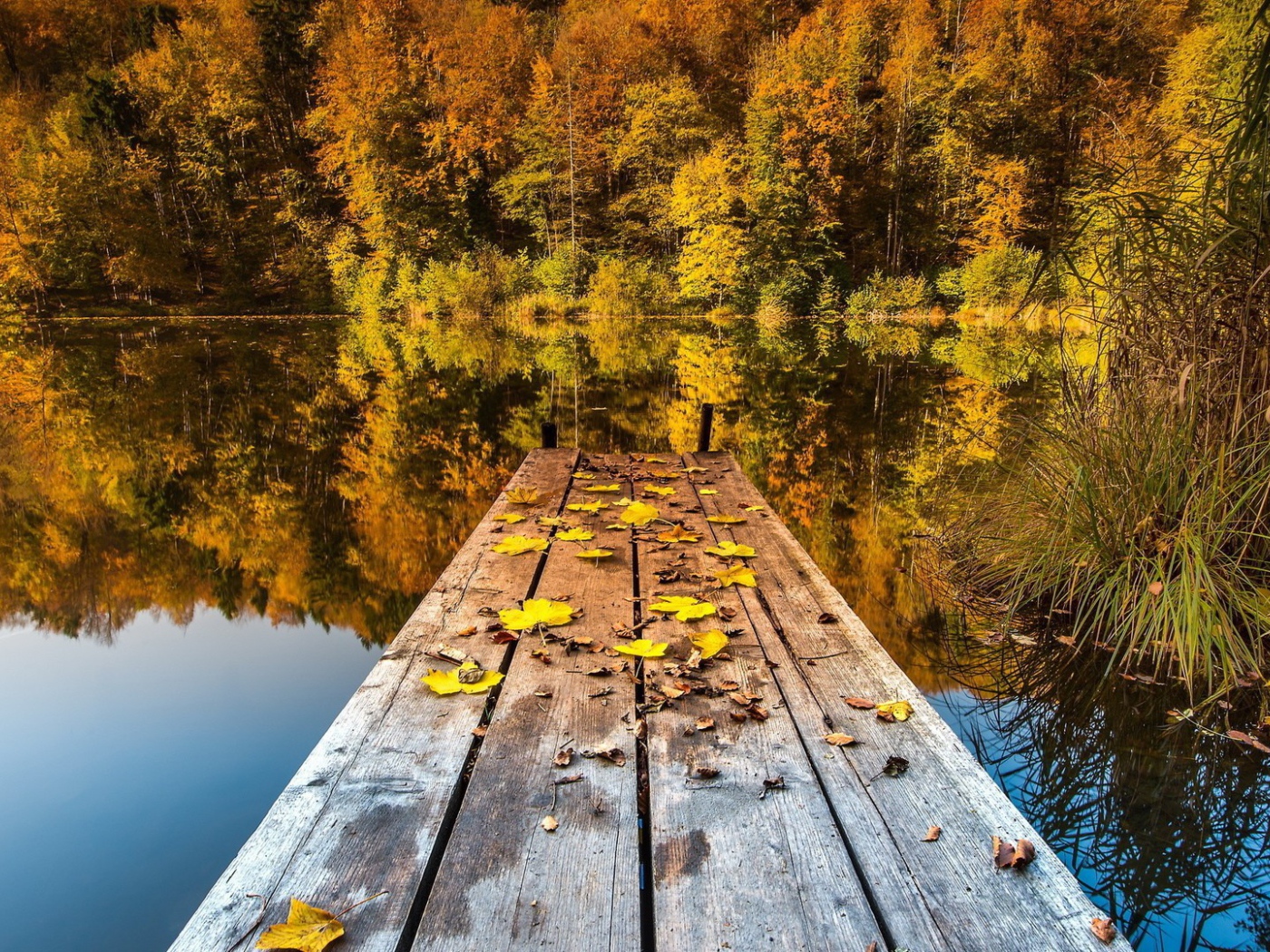 Желтые листья на мостике