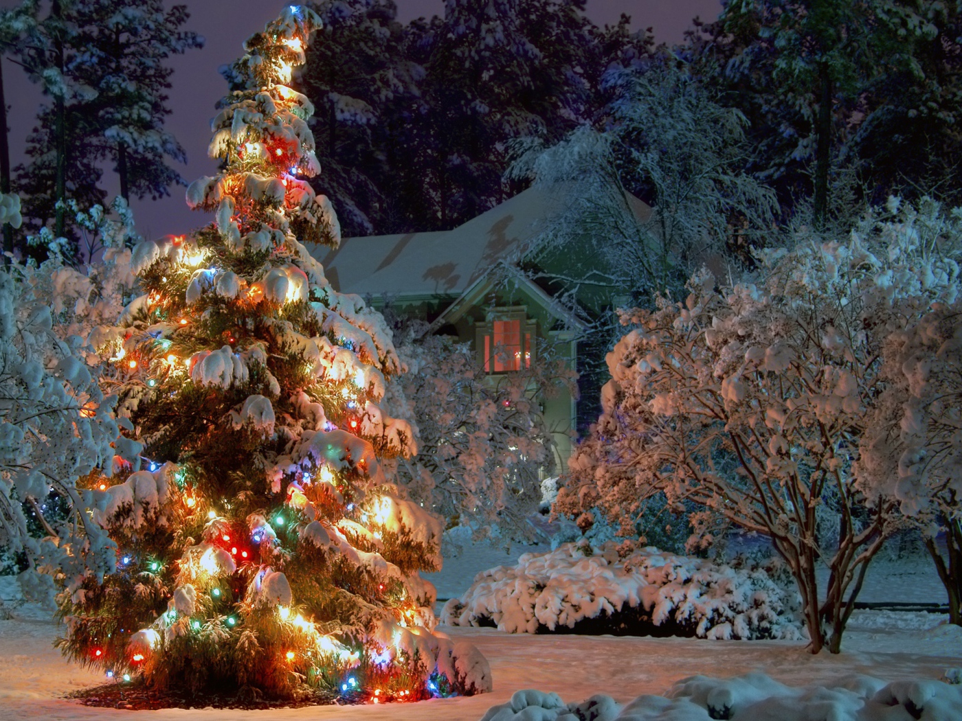 Новогодняя елка в ночном лесу