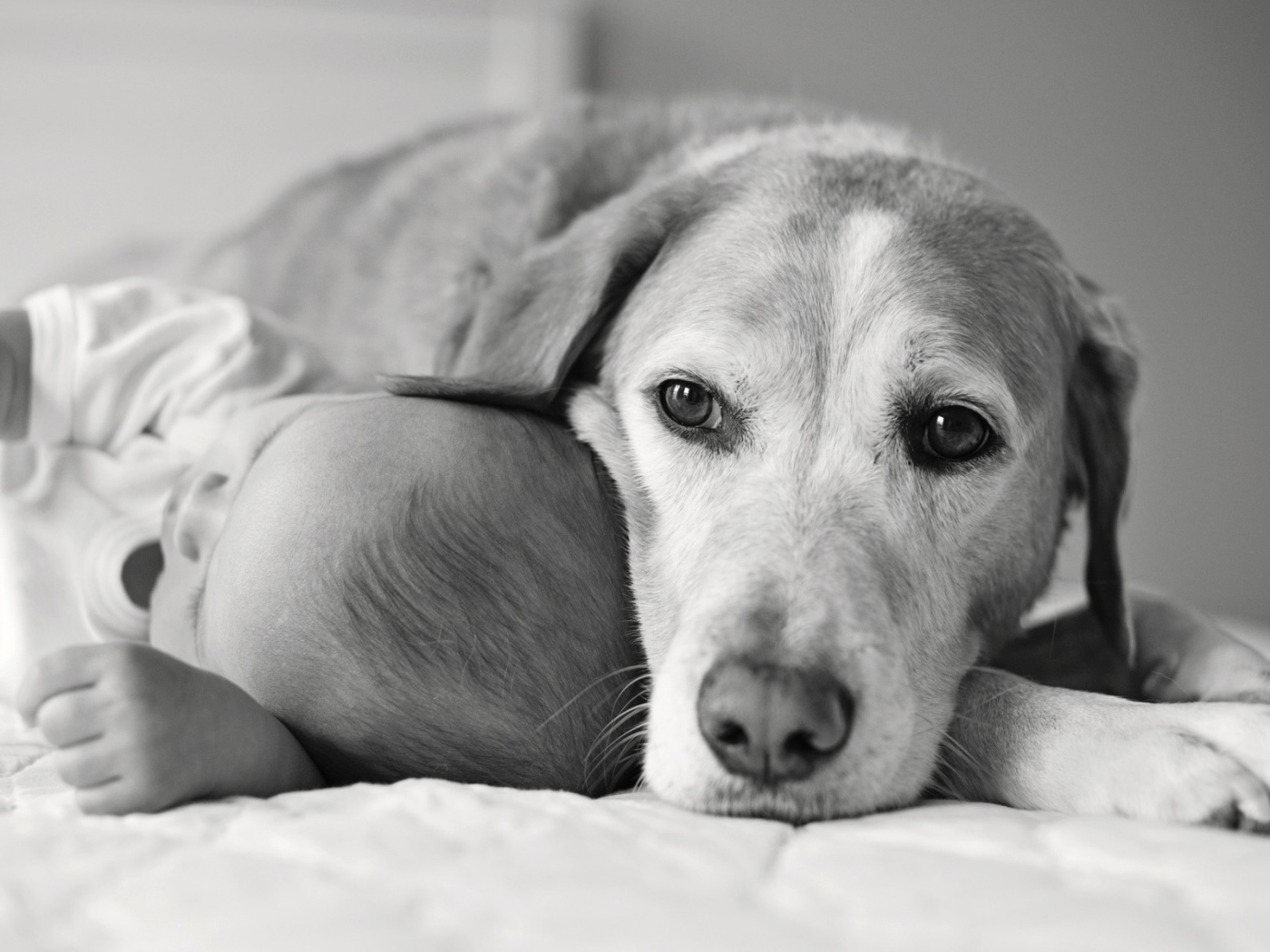 Собака спит с ребенком