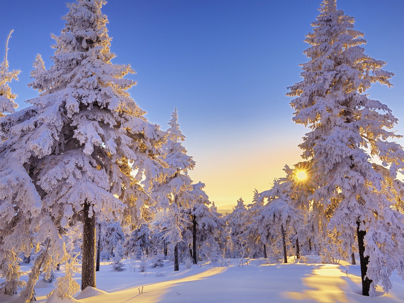 Beautiful trees in winter forest