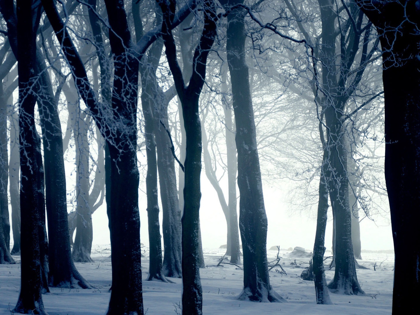 Silhouettes of trees in winter forest