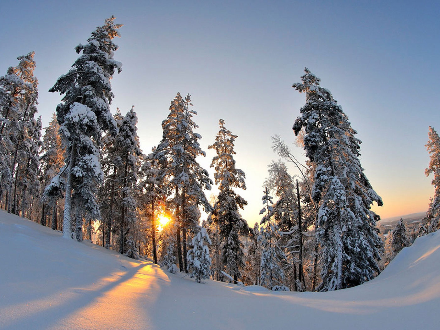 Trees under heavy snow in winter forest