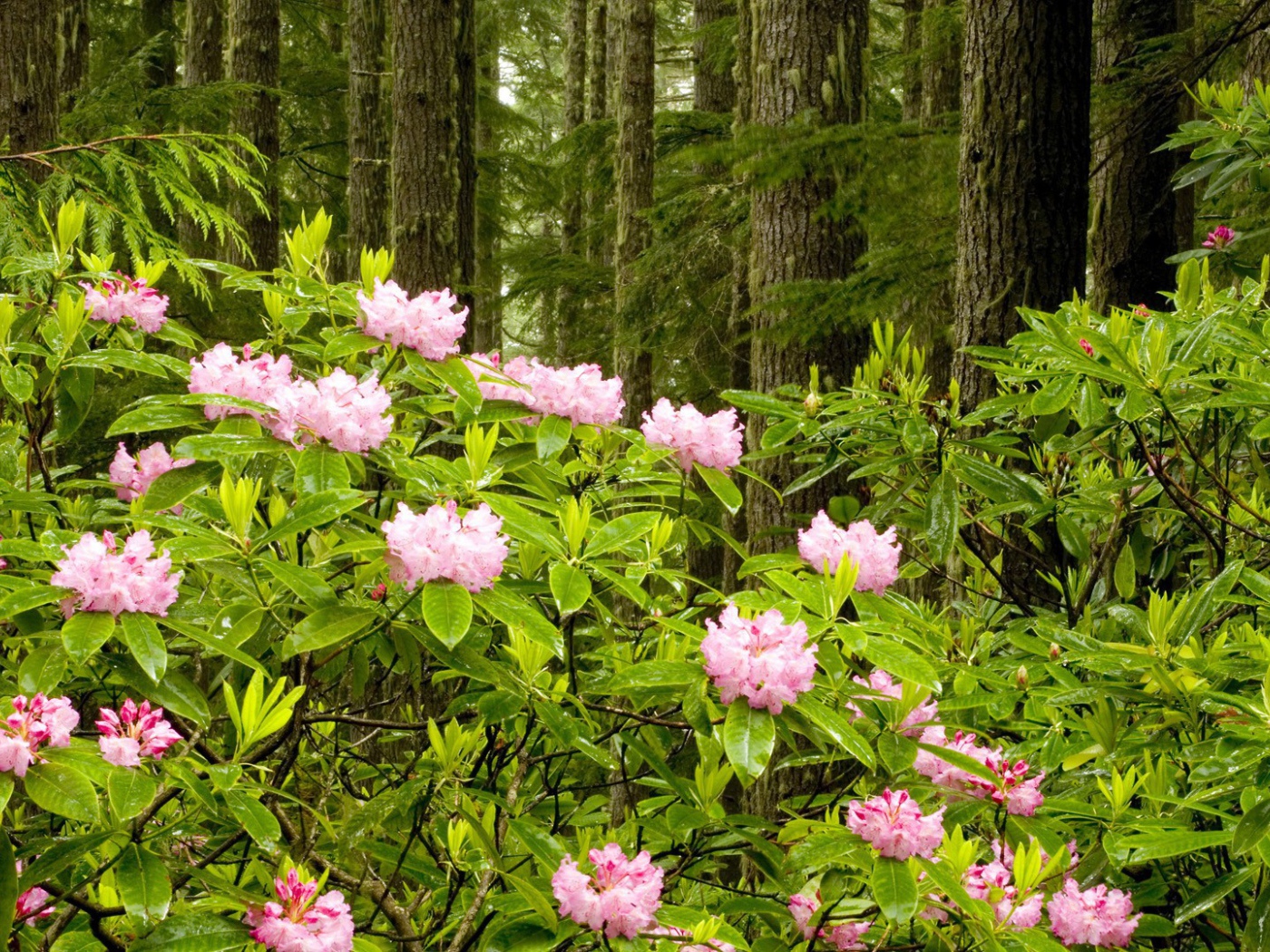 Парк в штате Вашингтон