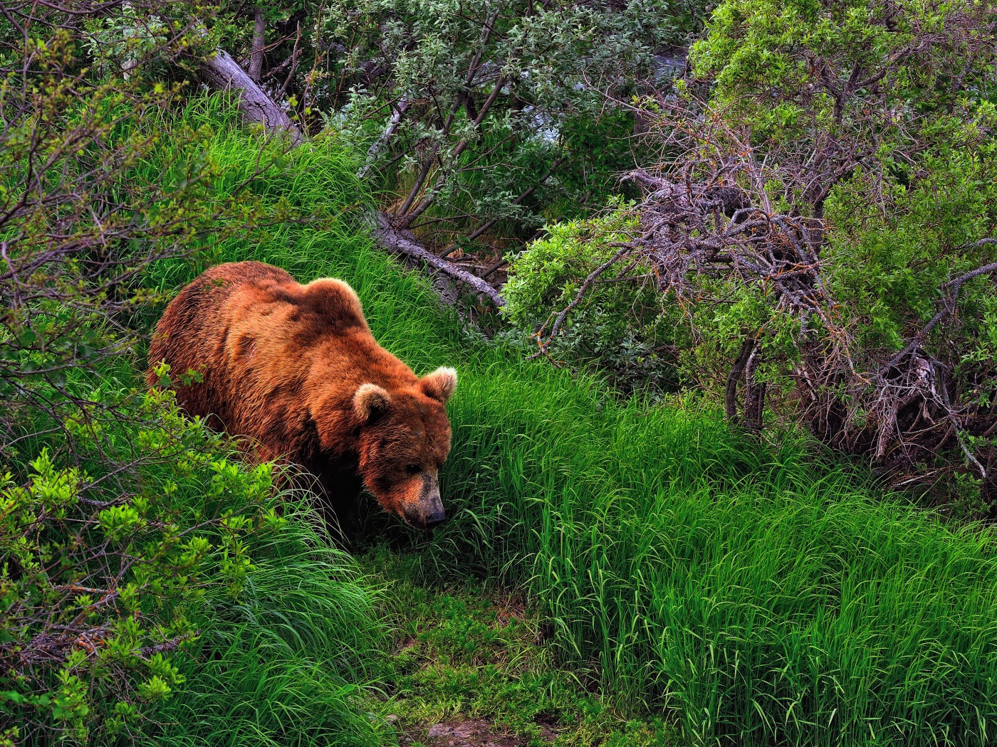 Медведь в лесу