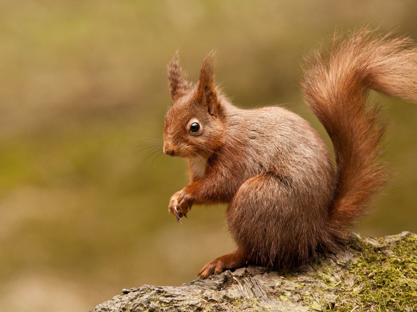 Любопытная белка