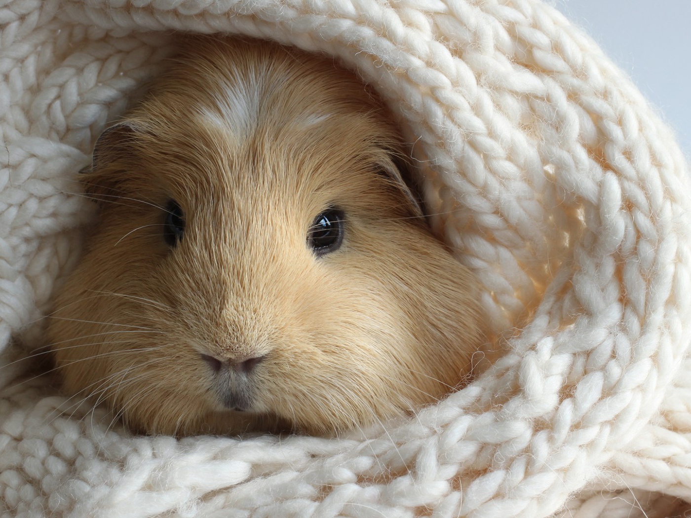 Забавный хомяк