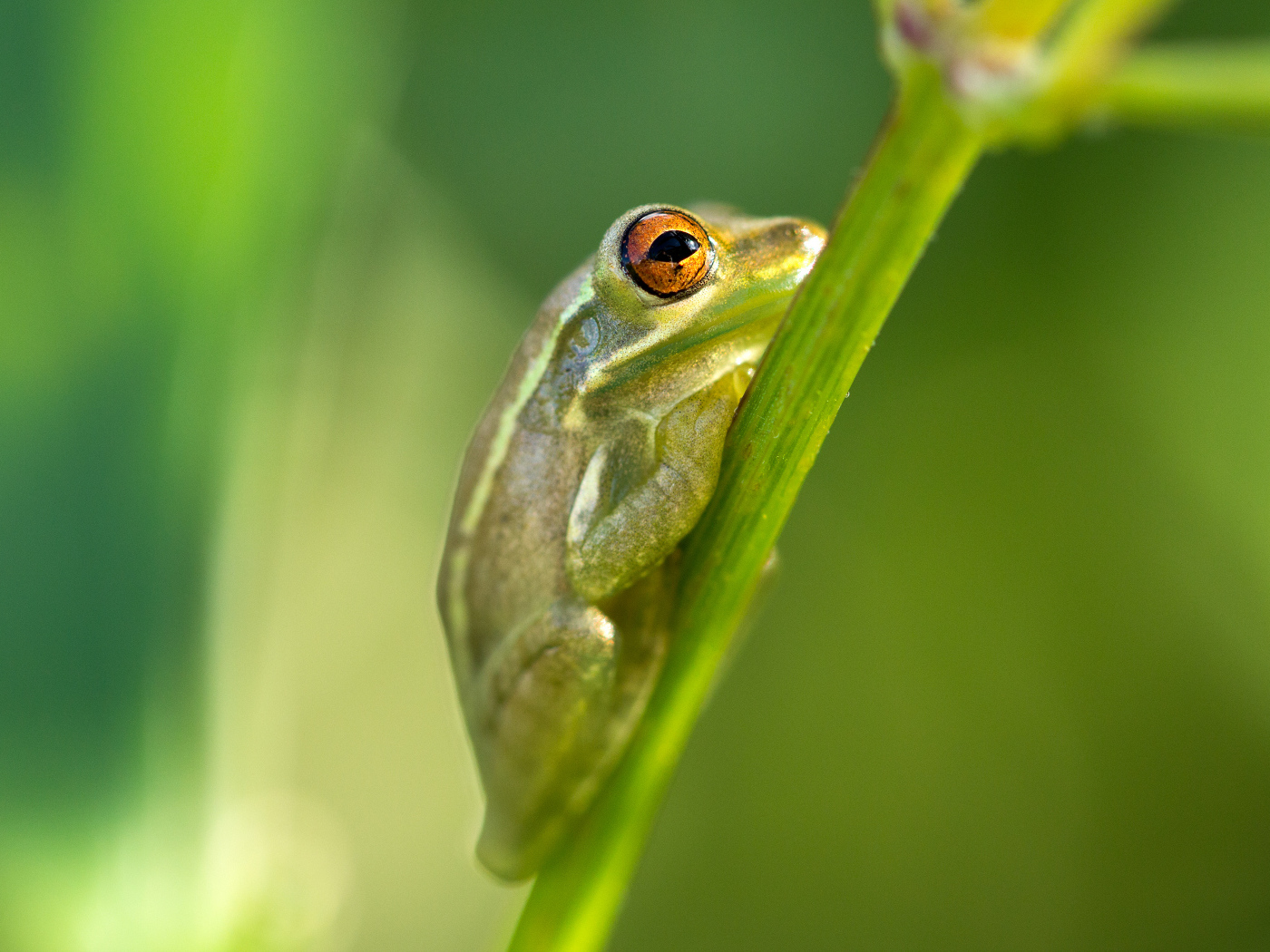 Зелёная лягушка на стебле