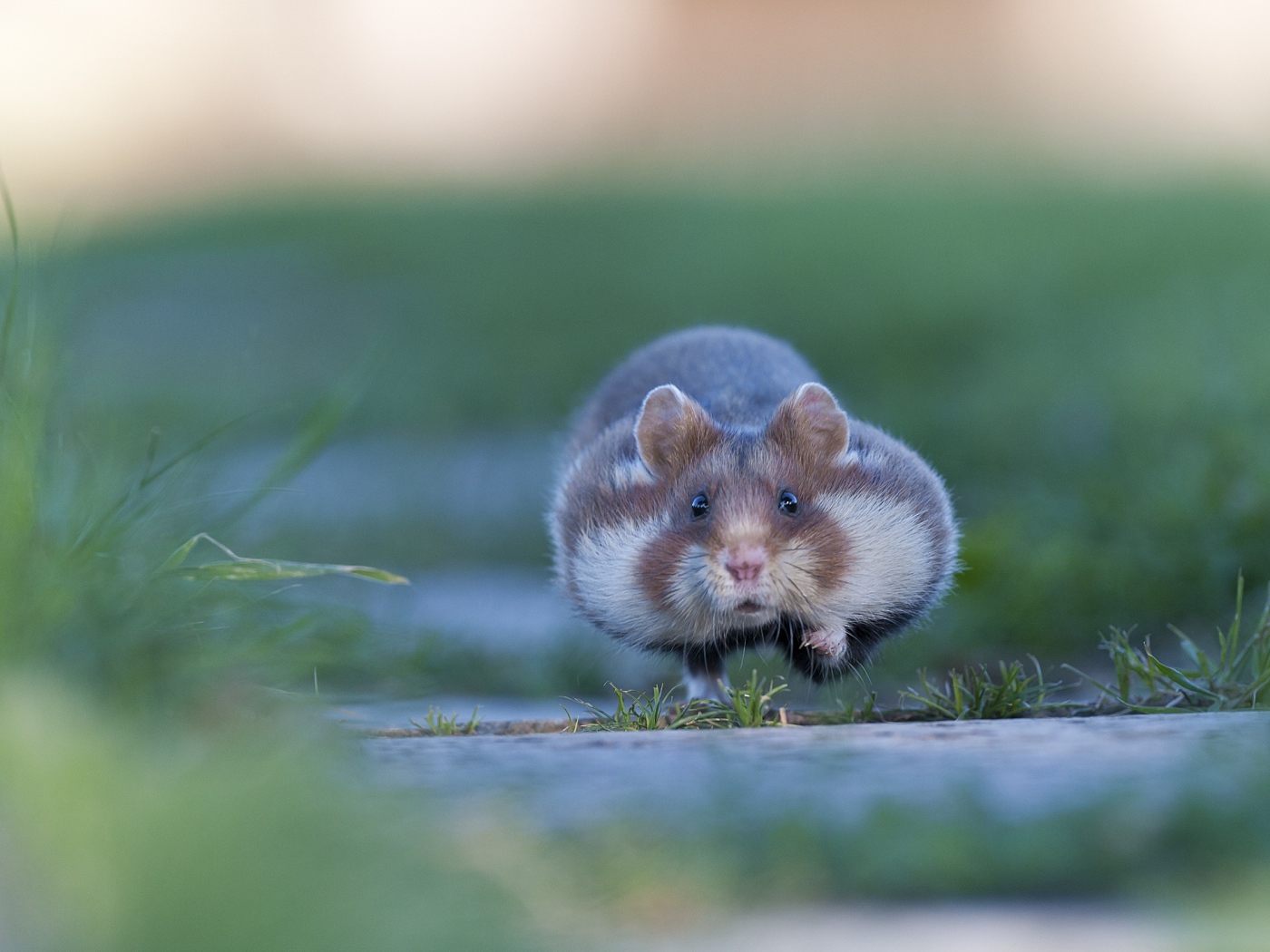 Хомяк бежит по траве