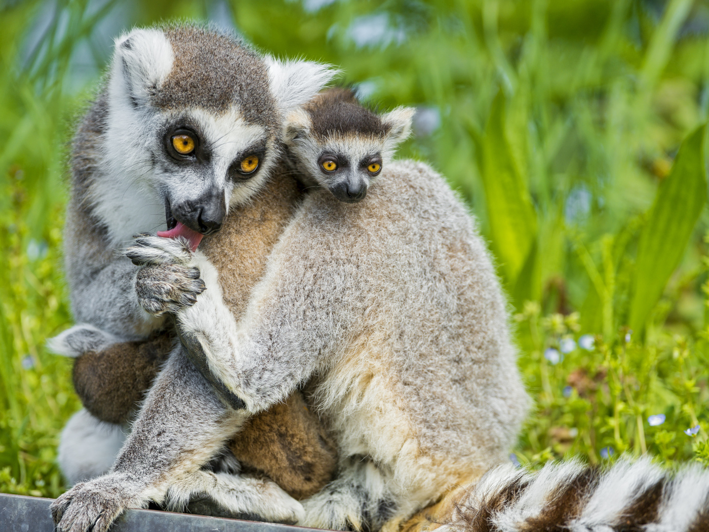 Лемур с детенышем