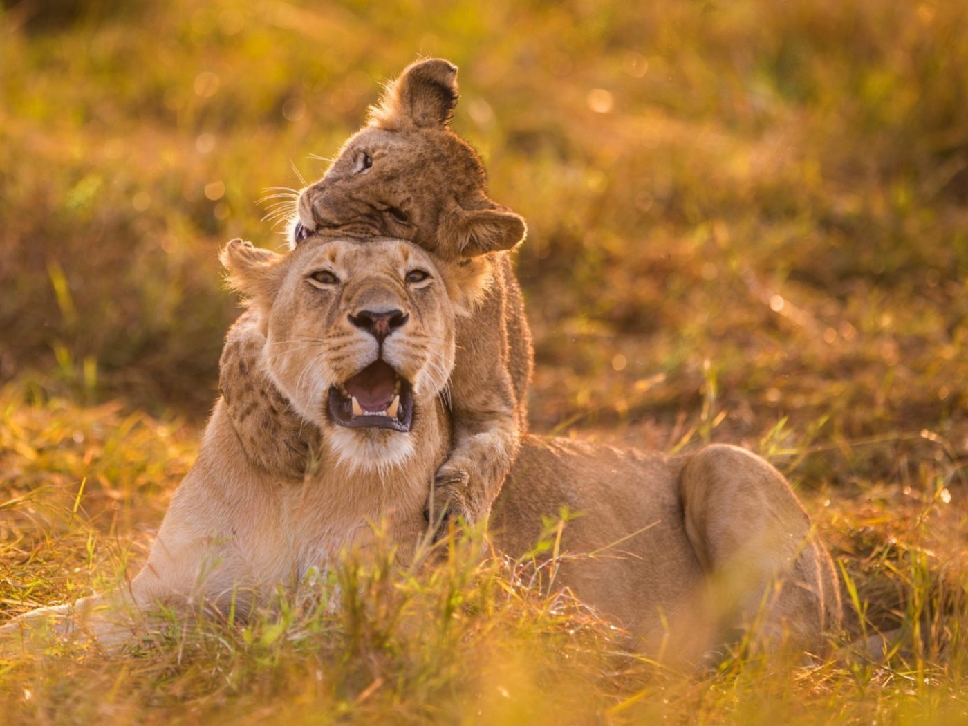 Львица и детёныш на травке