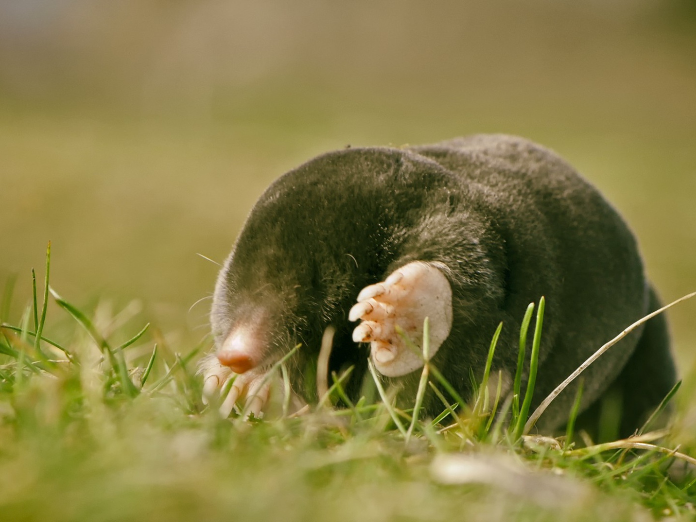 Kрот в лучах солнца