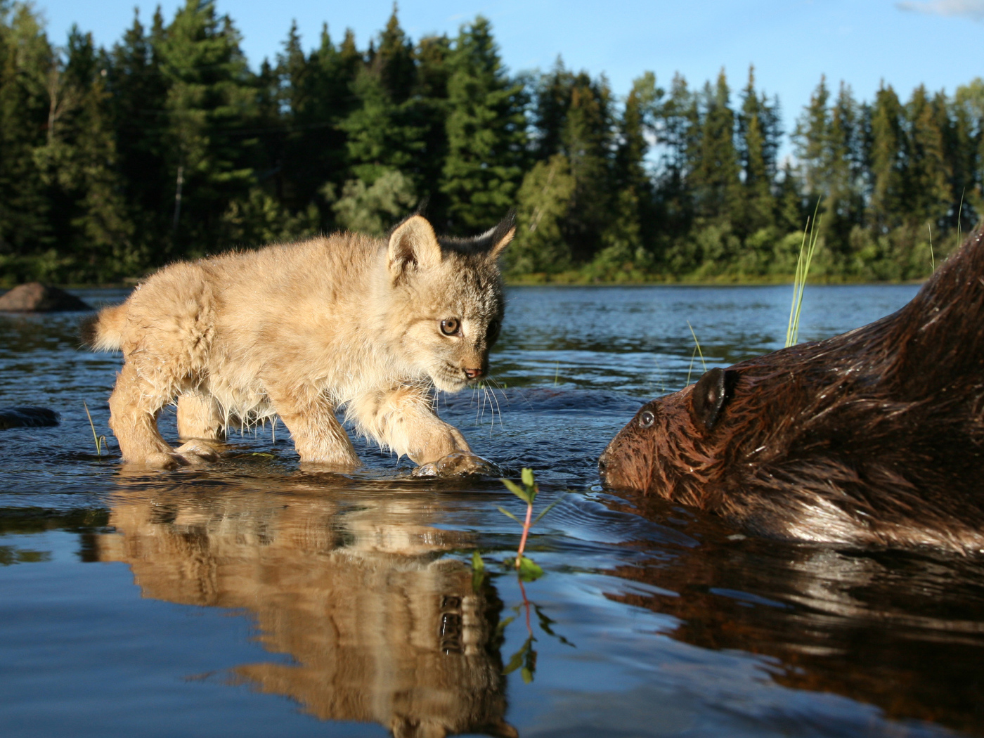 Рысенок знакомится с бобром