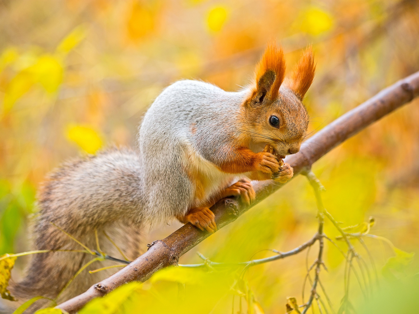 Белочка в осеннем лесу
