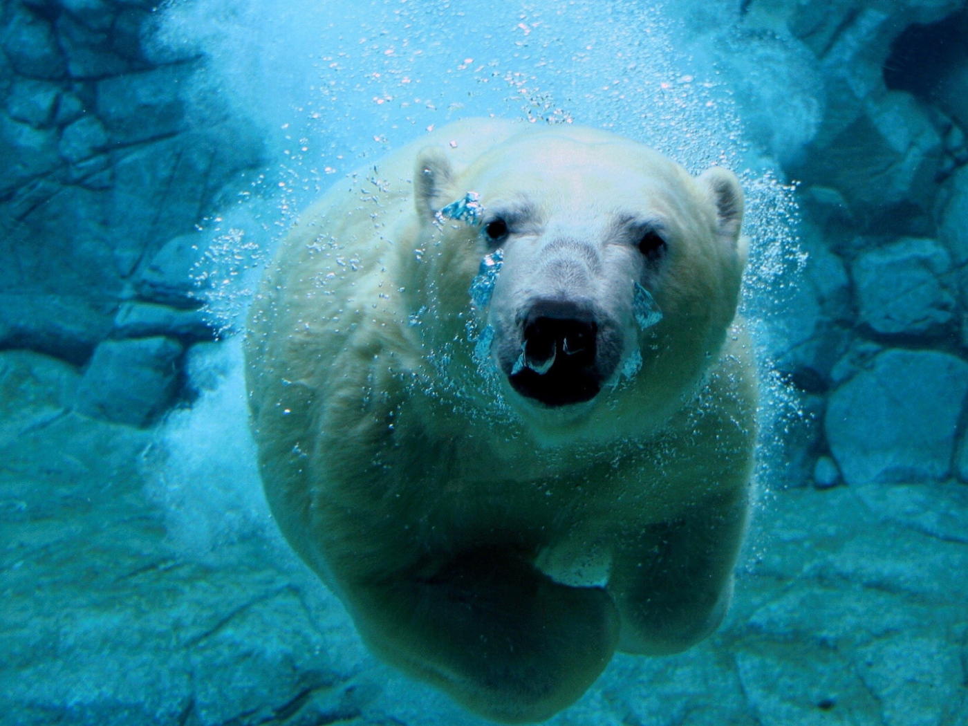 Белый медведь под водой