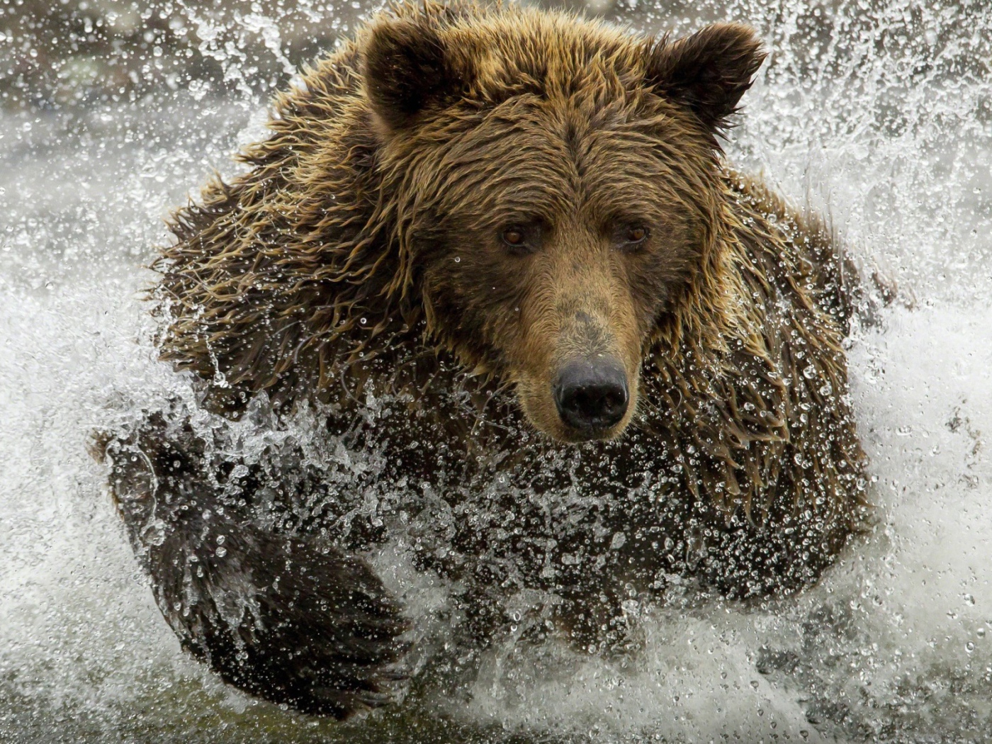 Медведь ловит рыбу