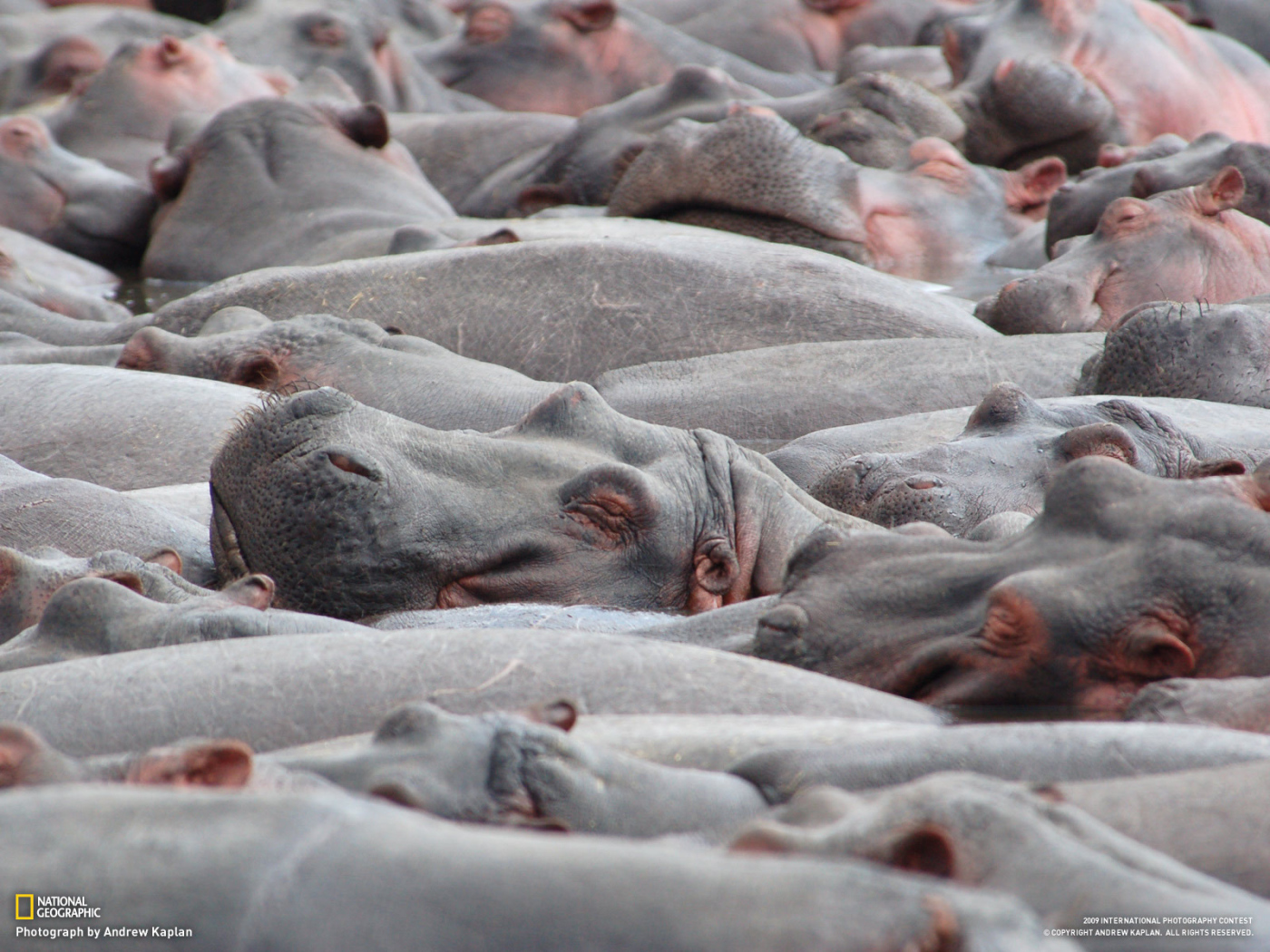 Стадо бегемотов